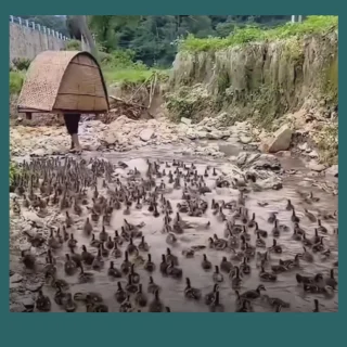 Conductores de Patos