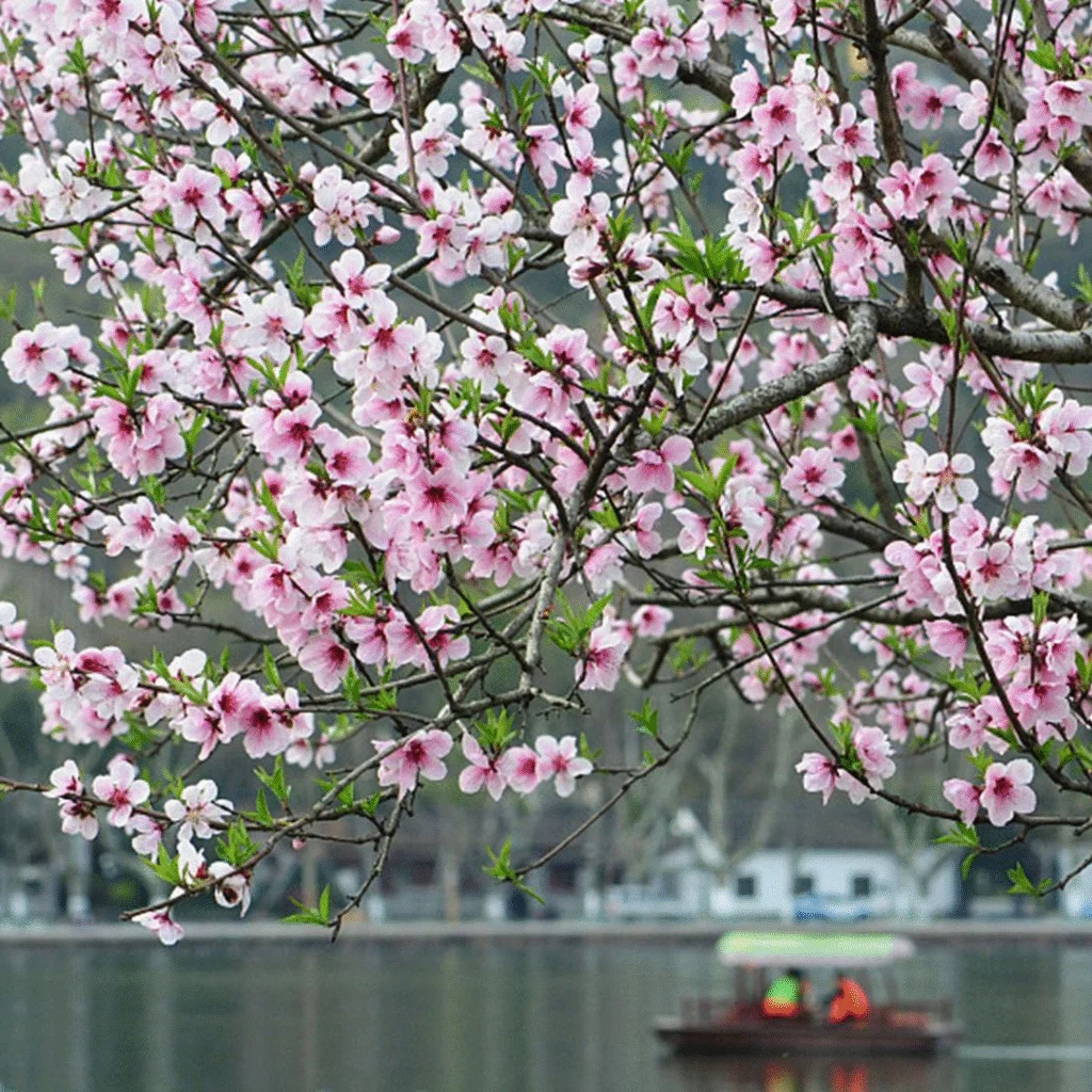 La flor del melocotón (桃花 / táo huā): símbolo del amor romántico.